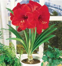 Images Amaryllis